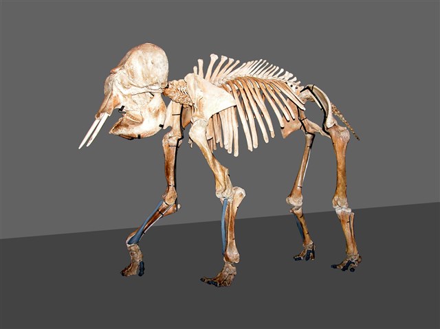印度象(骨骼)